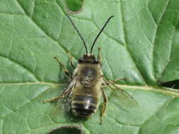 Image of Eucera nigrilabris Lepeletier 1841