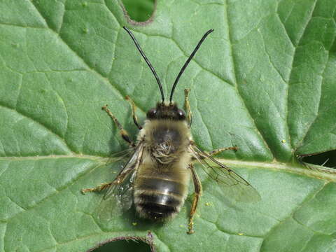 Image of Eucera nigrilabris Lepeletier 1841