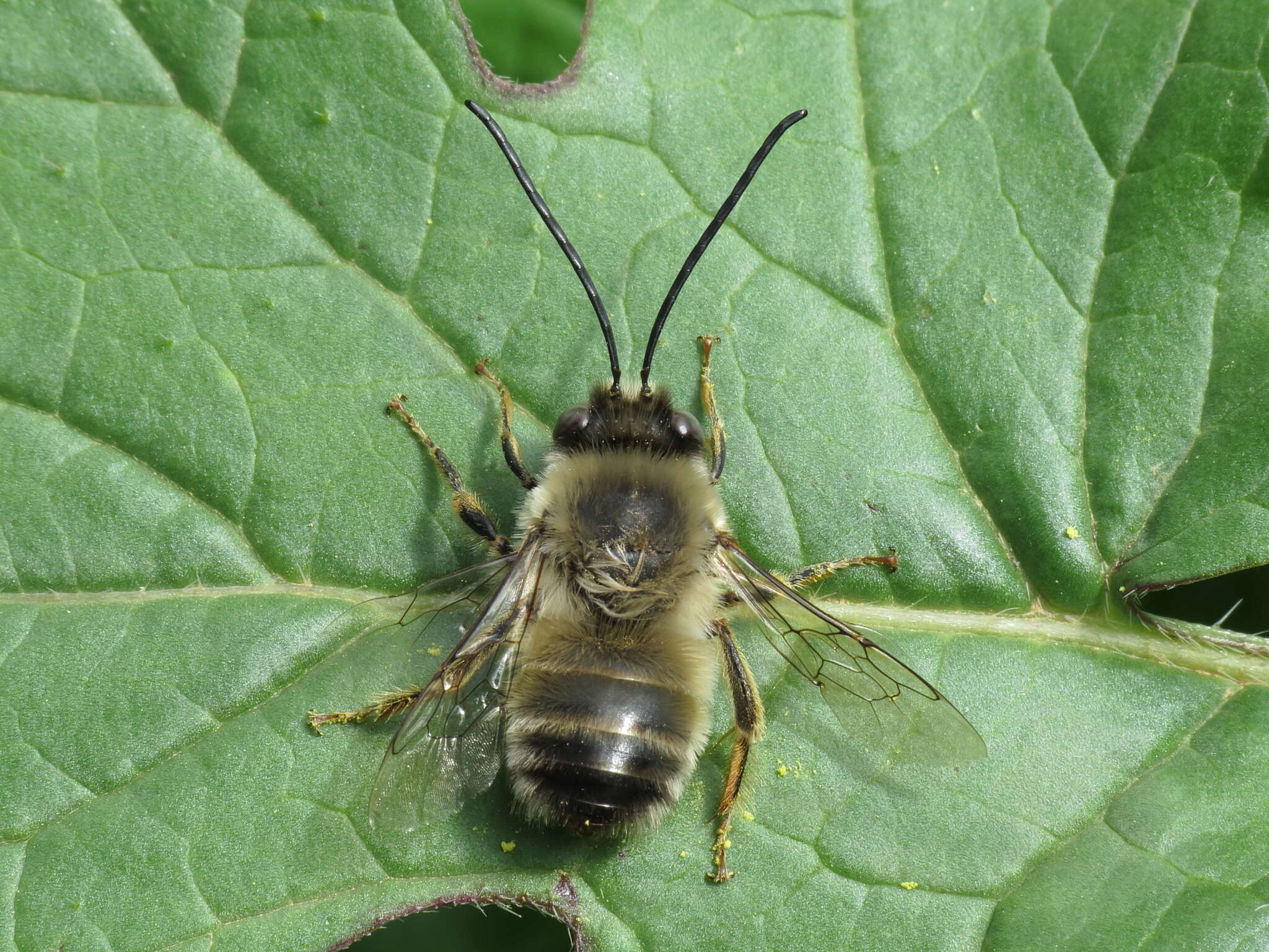 Image of Eucera nigrilabris Lepeletier 1841