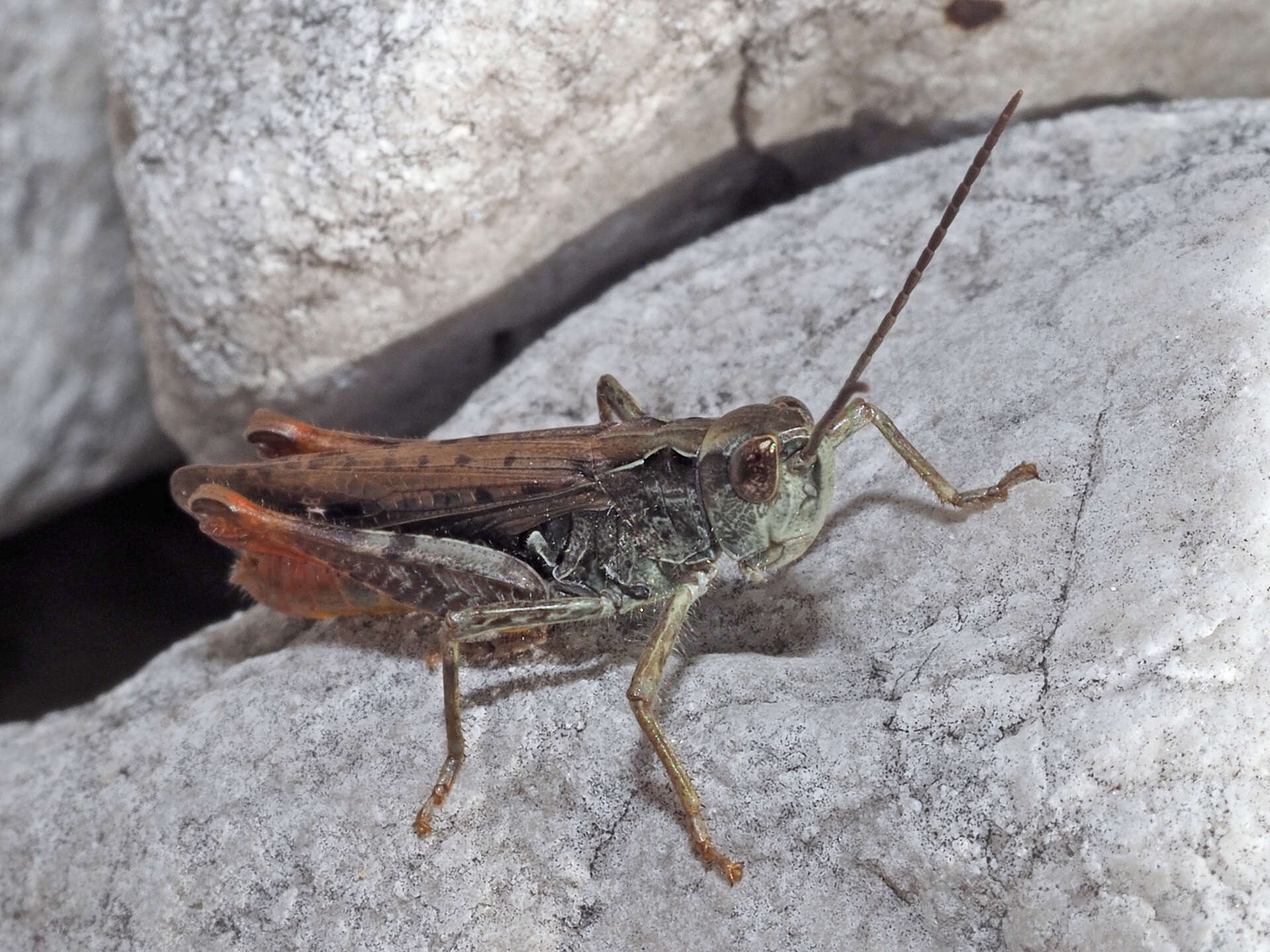 Chorthippus (Glyptobothrus) biguttulus (Linnaeus 1758) resmi