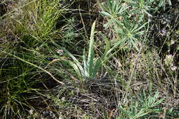 Image of Iris glaucescens Bunge