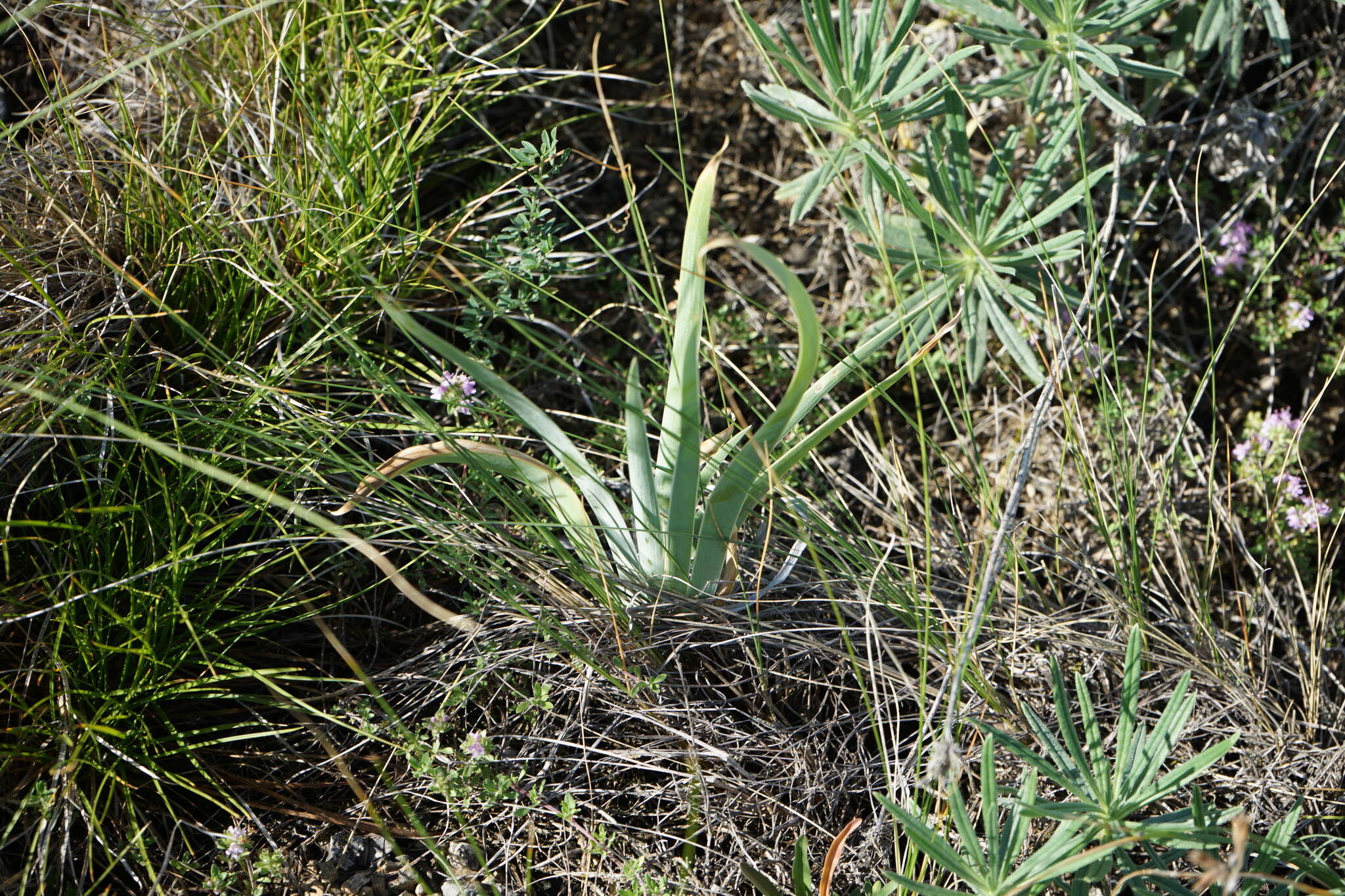 Image of Iris glaucescens Bunge