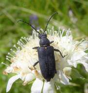 Imagem de Stictoleptura scutellata (Fabricius 1781)