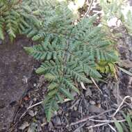 Image of Kaulfuss' lipfern