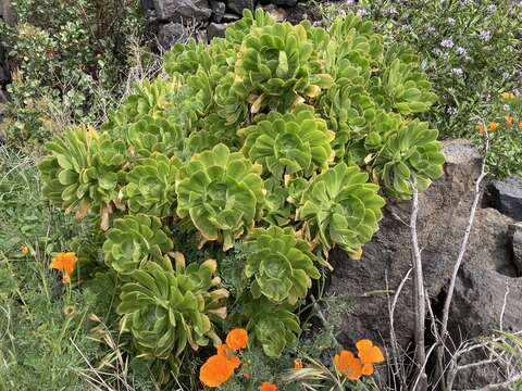 Image of Aeonium arboreum subsp. holochrysum (H. Y. Liu) Bañares