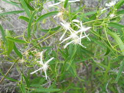 Image of Clematis linearifolia Steud.