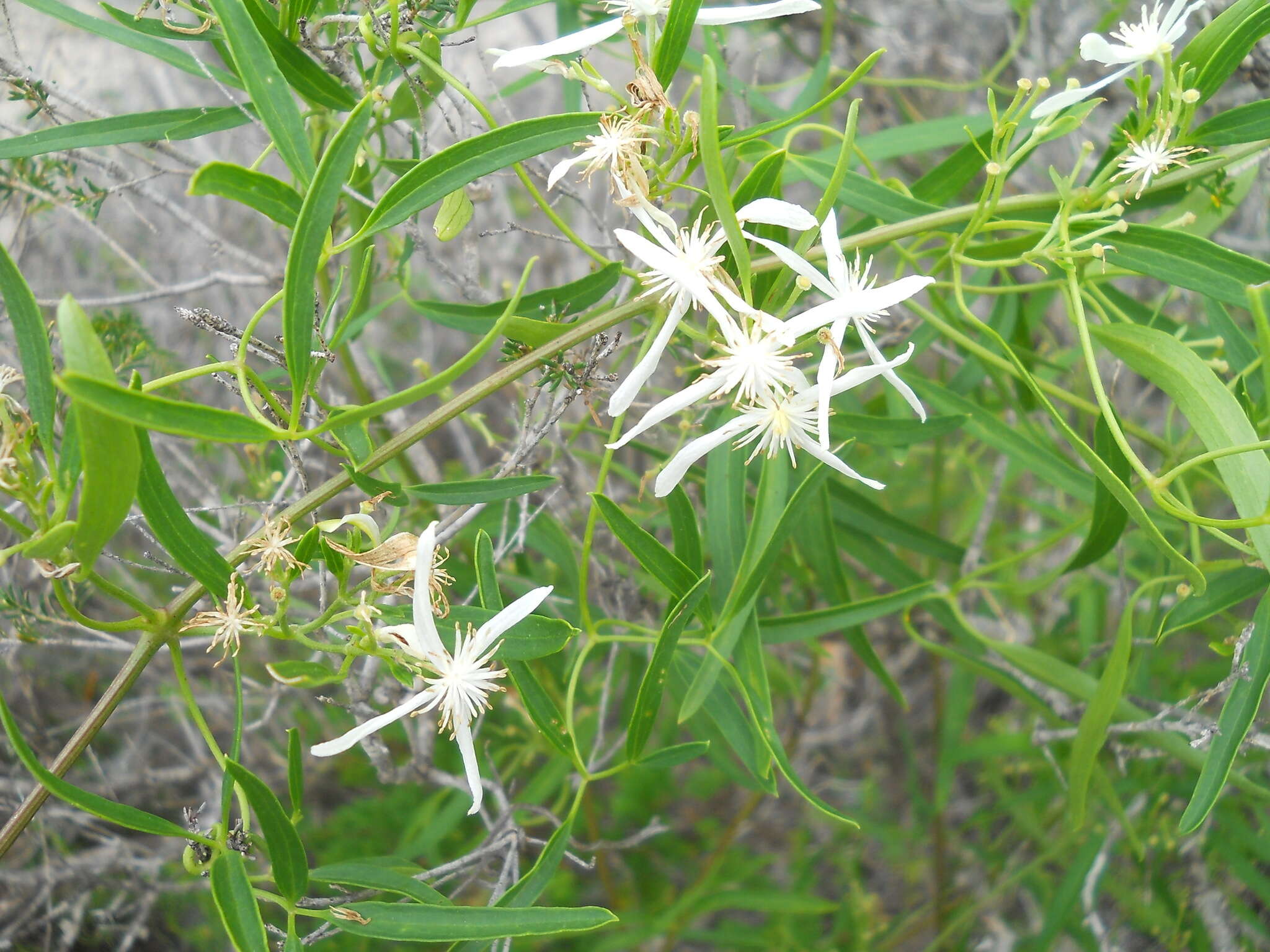 Image of Clematis linearifolia Steud.