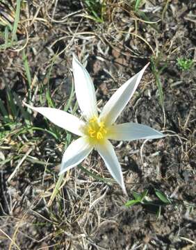 Imagem de Zephyranthes mesochloa Herb. ex Lindl.