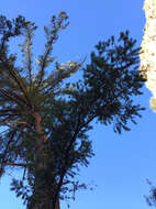 Image of bigcone Douglas-fir