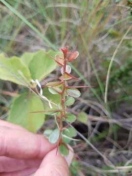 Plancia ëd Gymnosporia polyacantha (Sond.) Szyszyl.