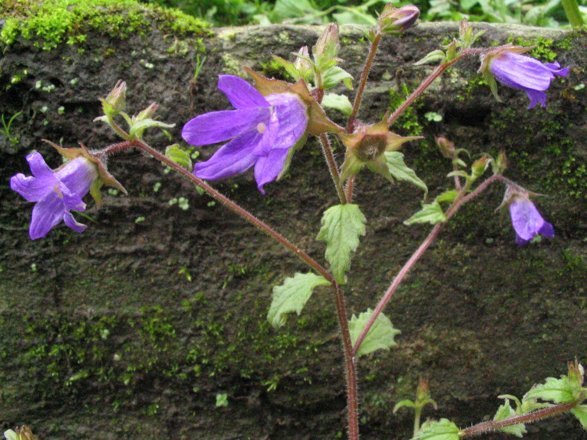 Imagem de Campanula pallida Wall.