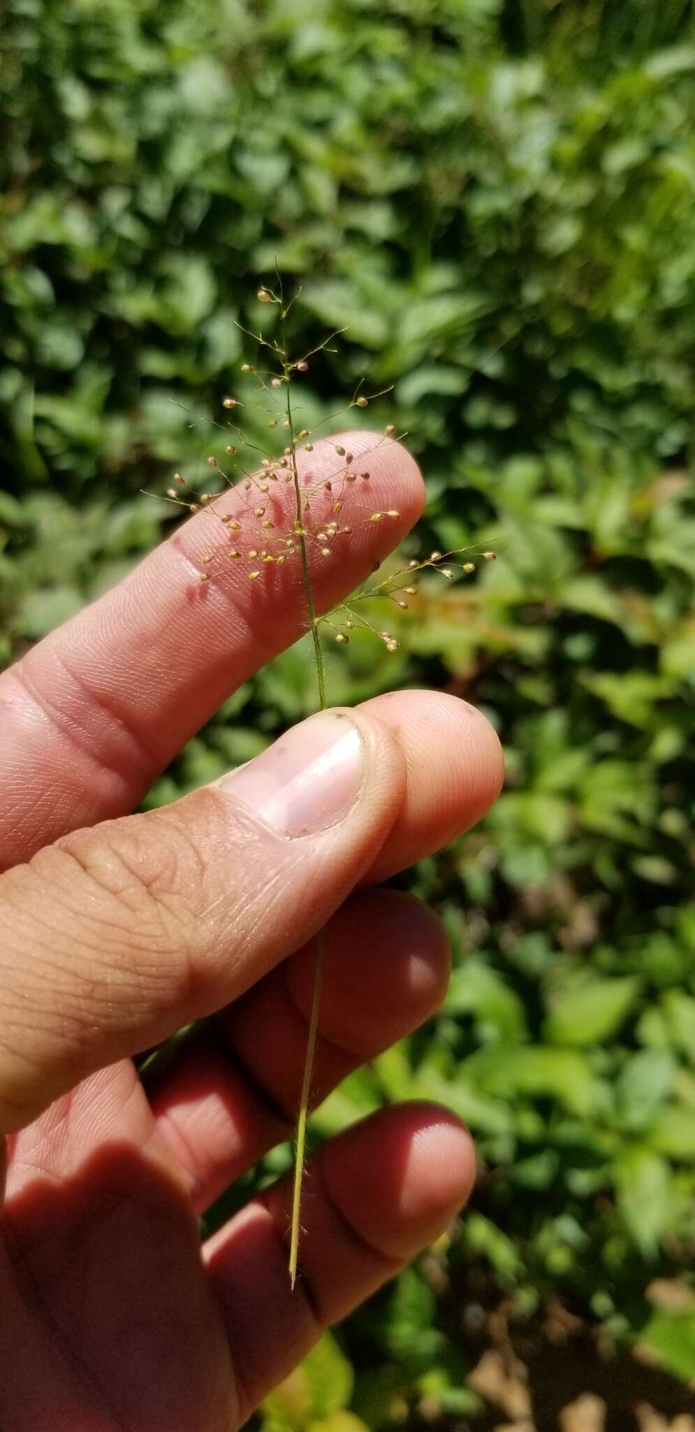 Image of western panicgrass