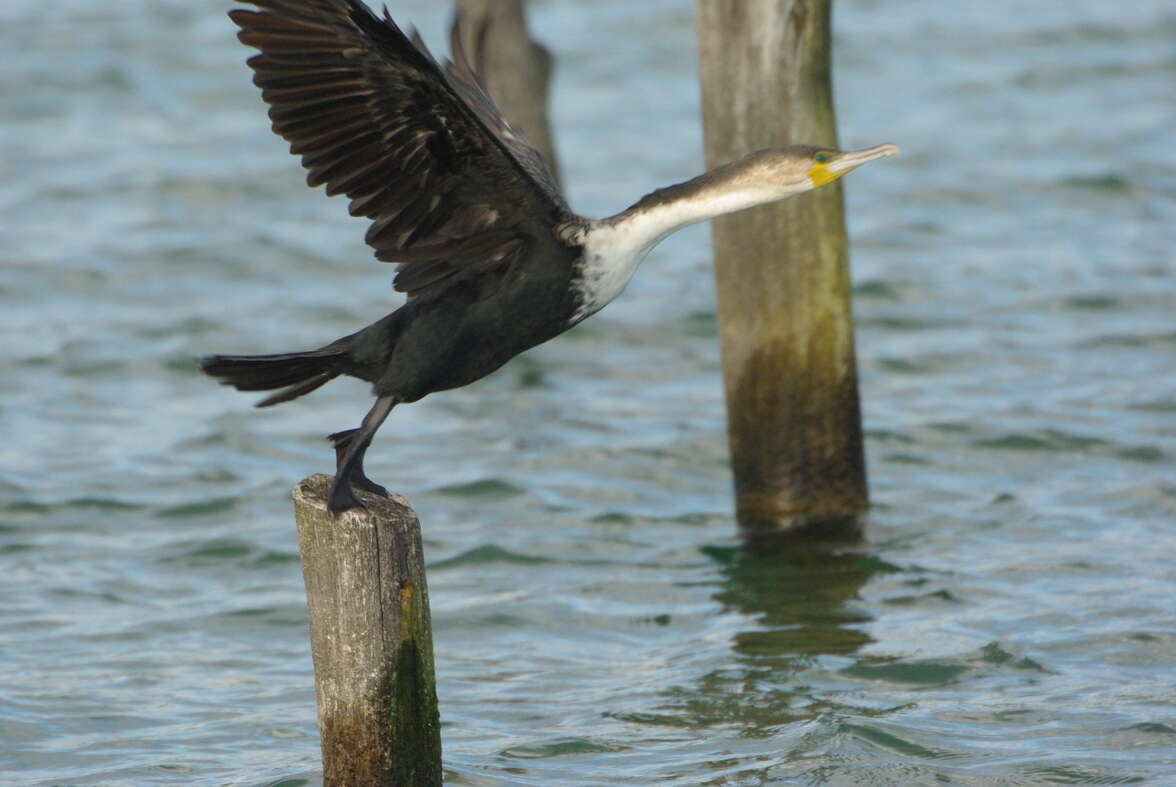 Imagem de Phalacrocorax carbo lucidus