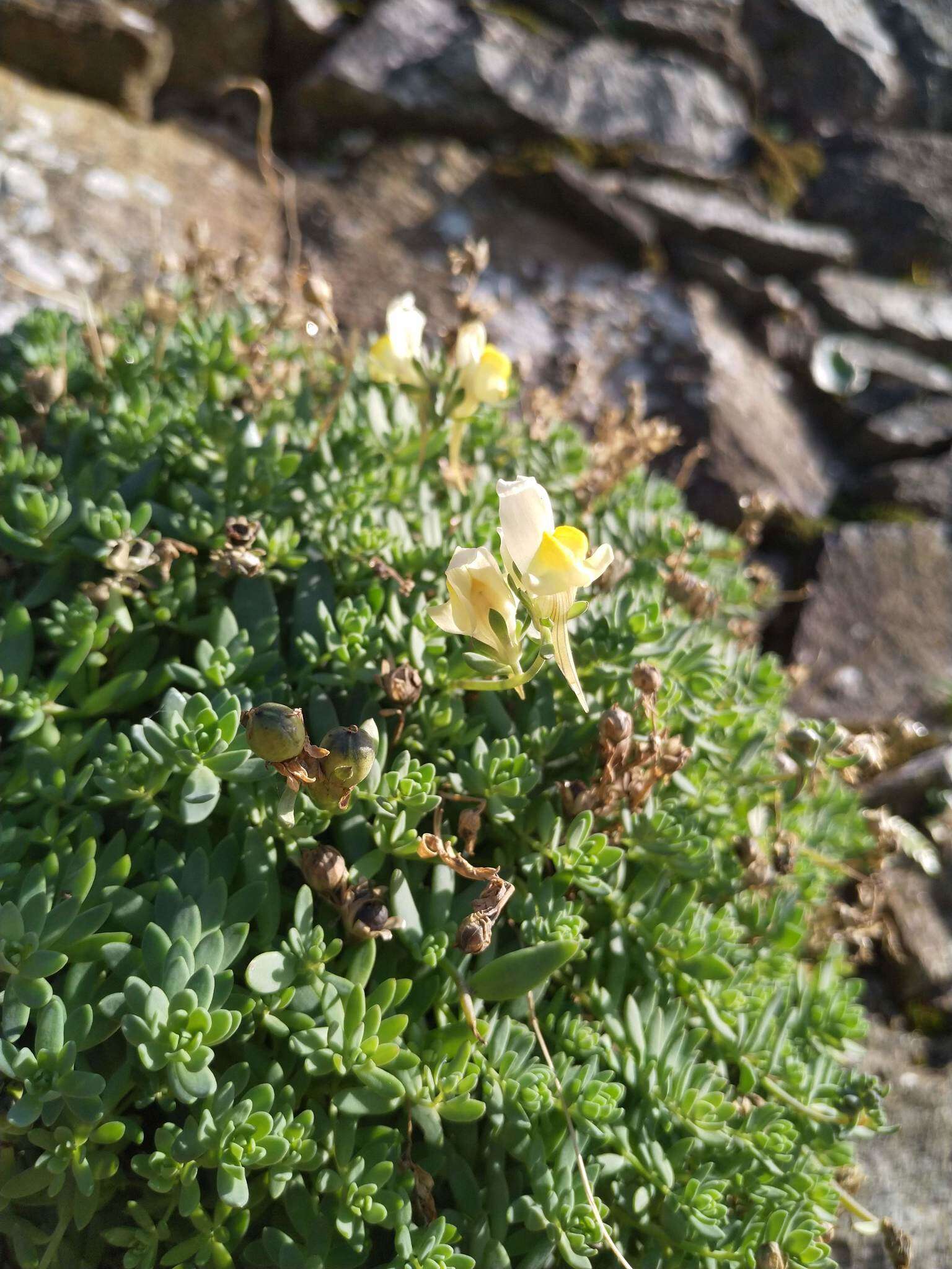 Imagem de Linaria polygalifolia subsp. aguillonensis (García Mart.) S. Castroviejo & E. Lago