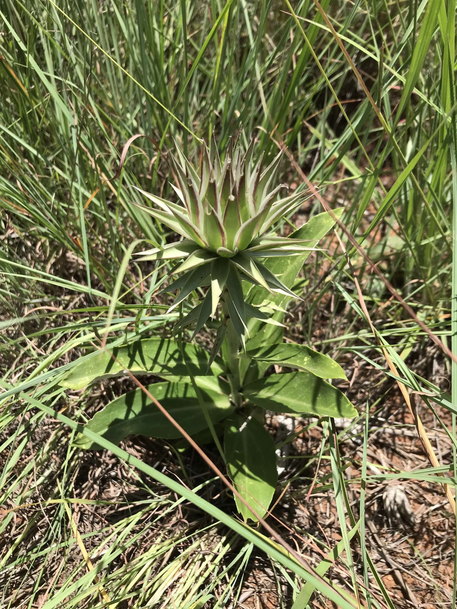 Image of Macledium zeyheri (Sond.) S. Ortiz