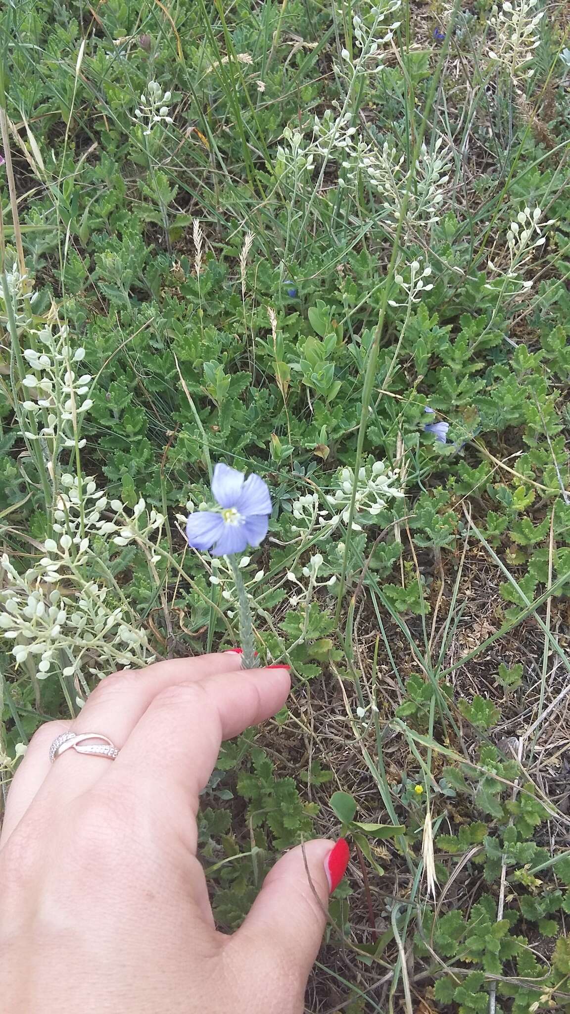 Image of Asian flax