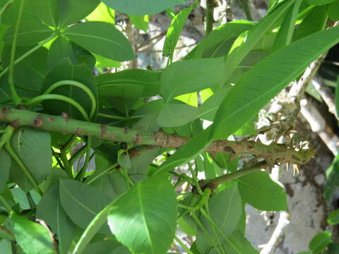 Image of Ceiba erianthos (Cav.) K. Schum.