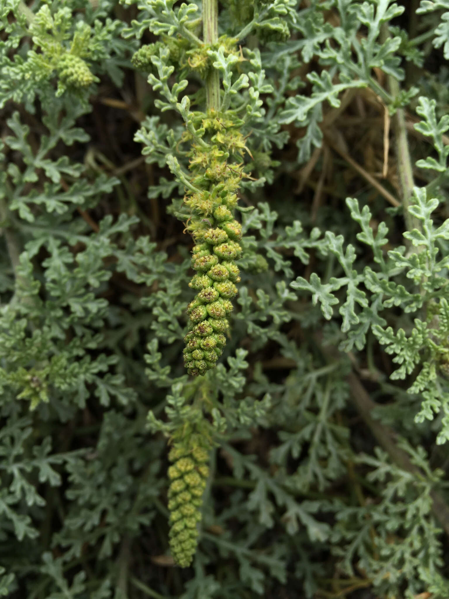 Image of silver bur ragweed