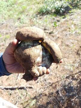 Image of Butyriboletus primiregius D. Arora & J. L. Frank 2014