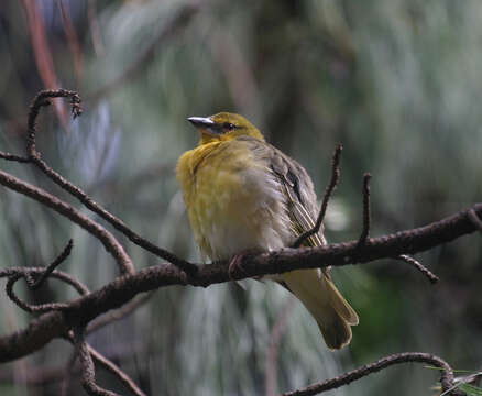 Image of Ploceus cucullatus abyssinicus (Gmelin & JF 1789)