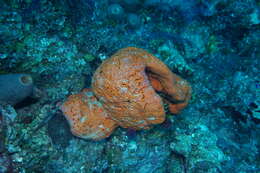 Image of orange elephant ear sponge