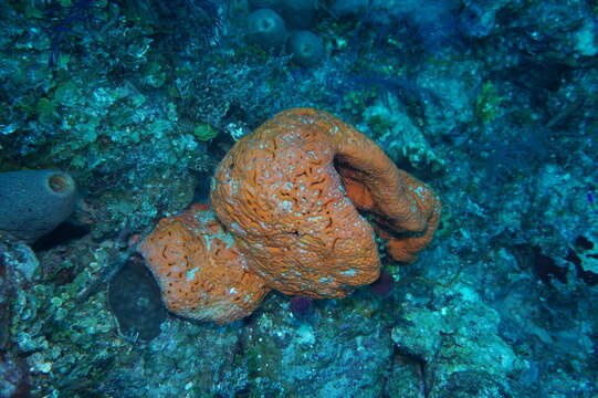 Image of orange elephant ear sponge