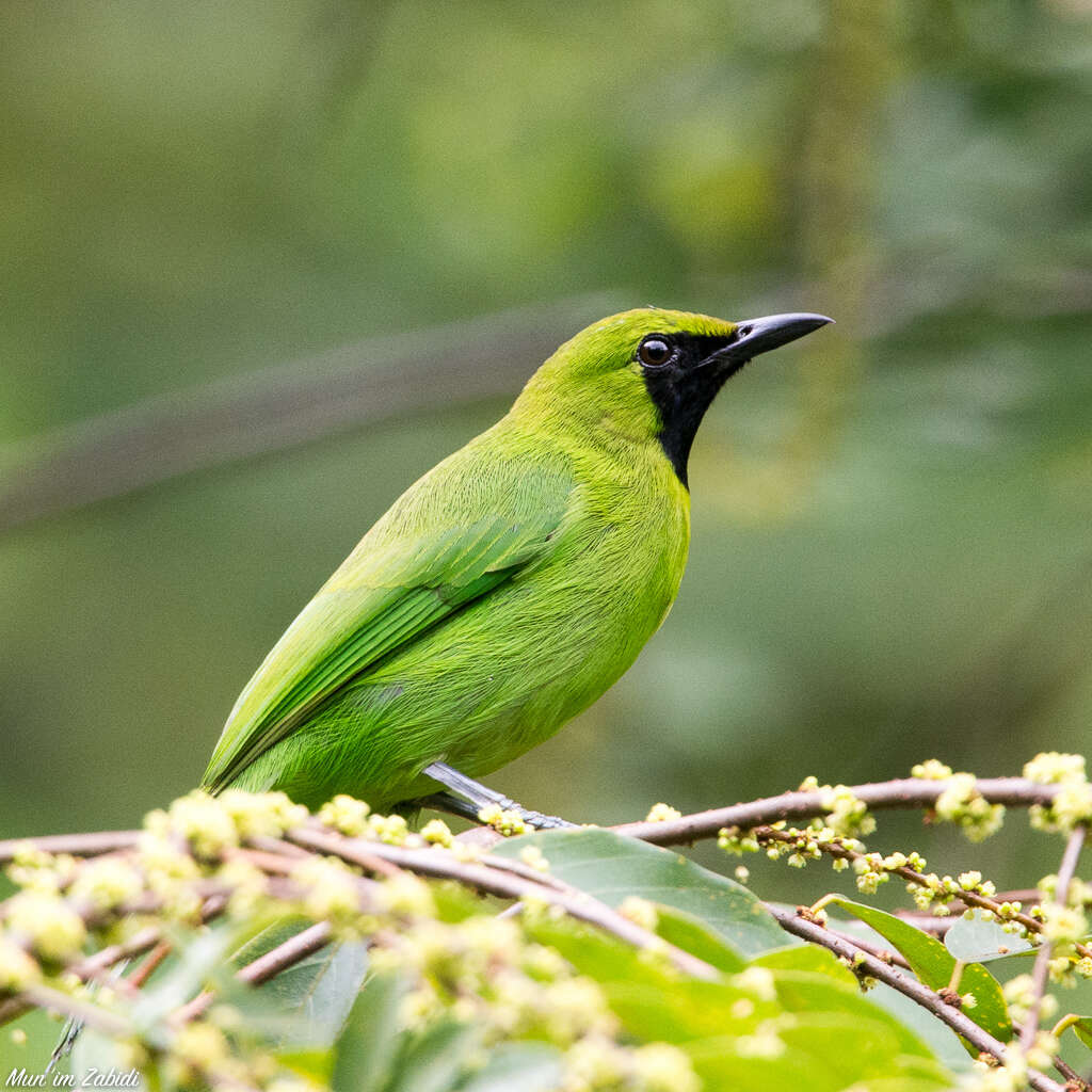 Image of Lesser Green Leafbird