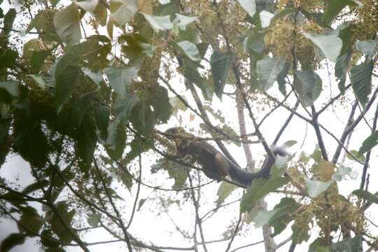 Image of Kinabalu Squirrel