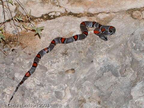 Image of Gray-banded Kingsnake