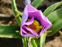 Image of Moraea barnardiella Goldblatt