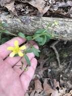 Image of Harvey's Buttercup