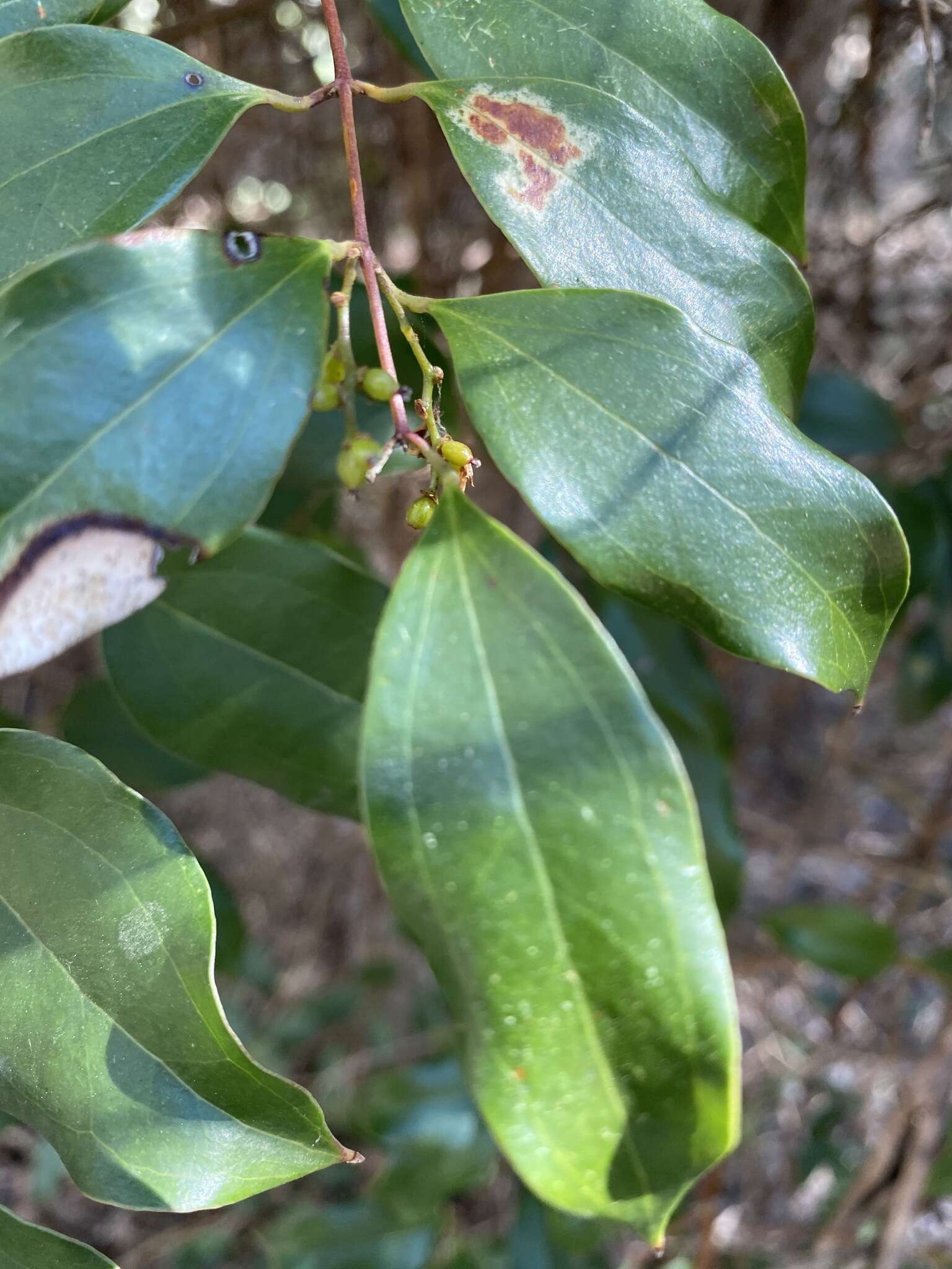 Sivun Ripogonum brevifolium Conran & Clifford kuva