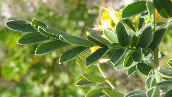 Imagem de Calpurnia villosa Harv.