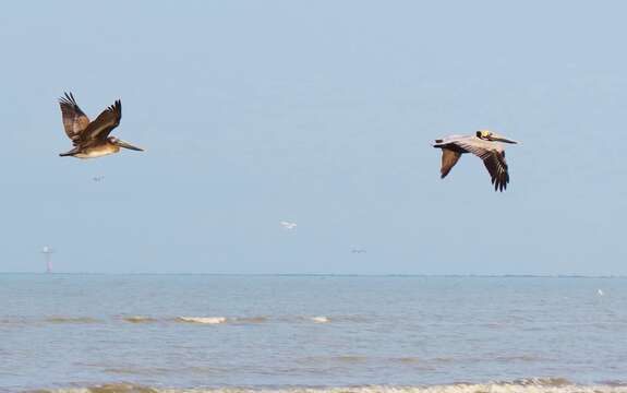 Image of pelicans