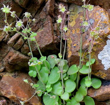 Image of Crassula nemorosa (Eckl. & Zeyh.) Endl. ex Walp.