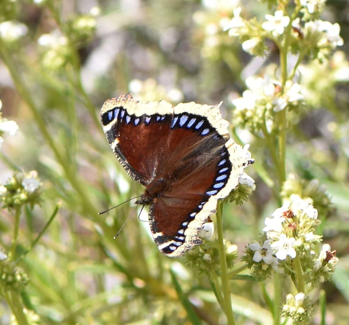 Image of Nymphalis