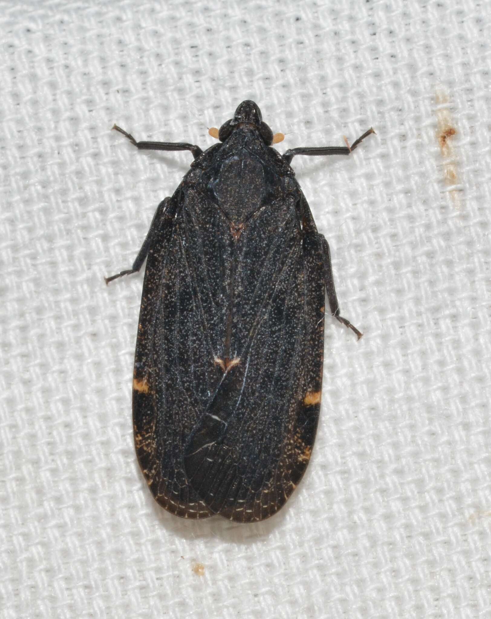 Image of Cixidia (Epiptera) opaca (Say 1830)