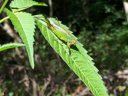 Image of Black-legged Meadow Katydid