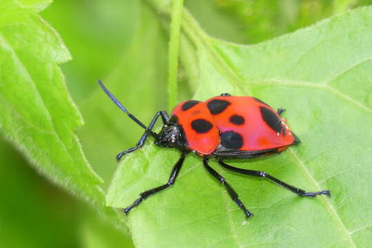 Image of <i>Poecilocoris nepalensis</i>