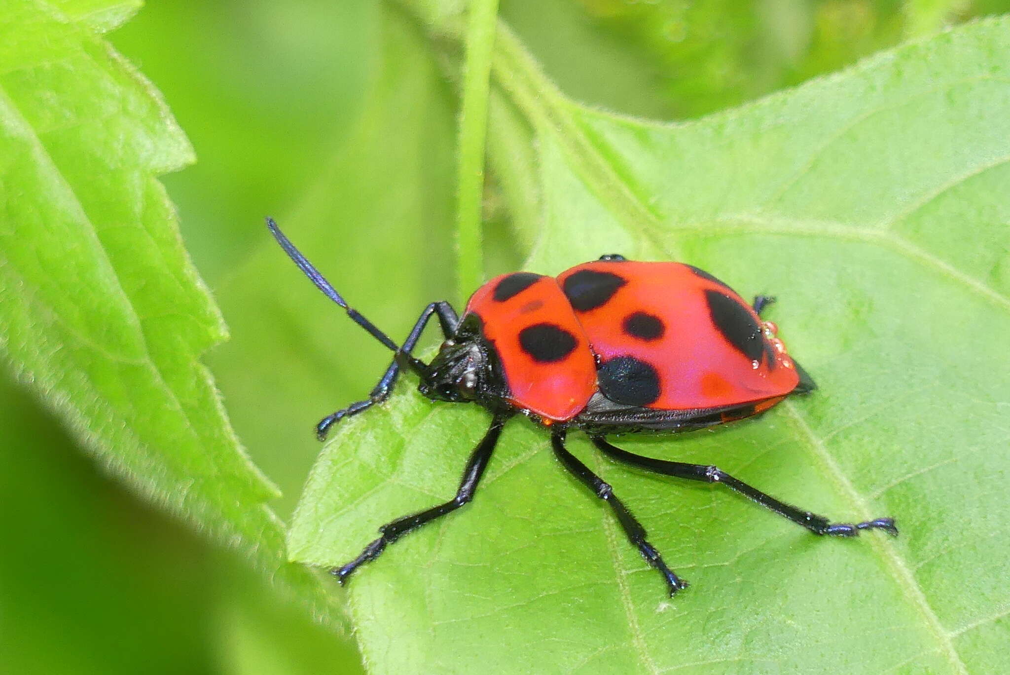 Image of <i>Poecilocoris nepalensis</i>