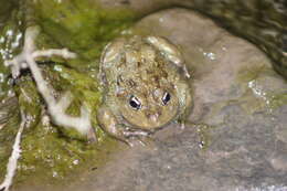 Image of American Ground Frog