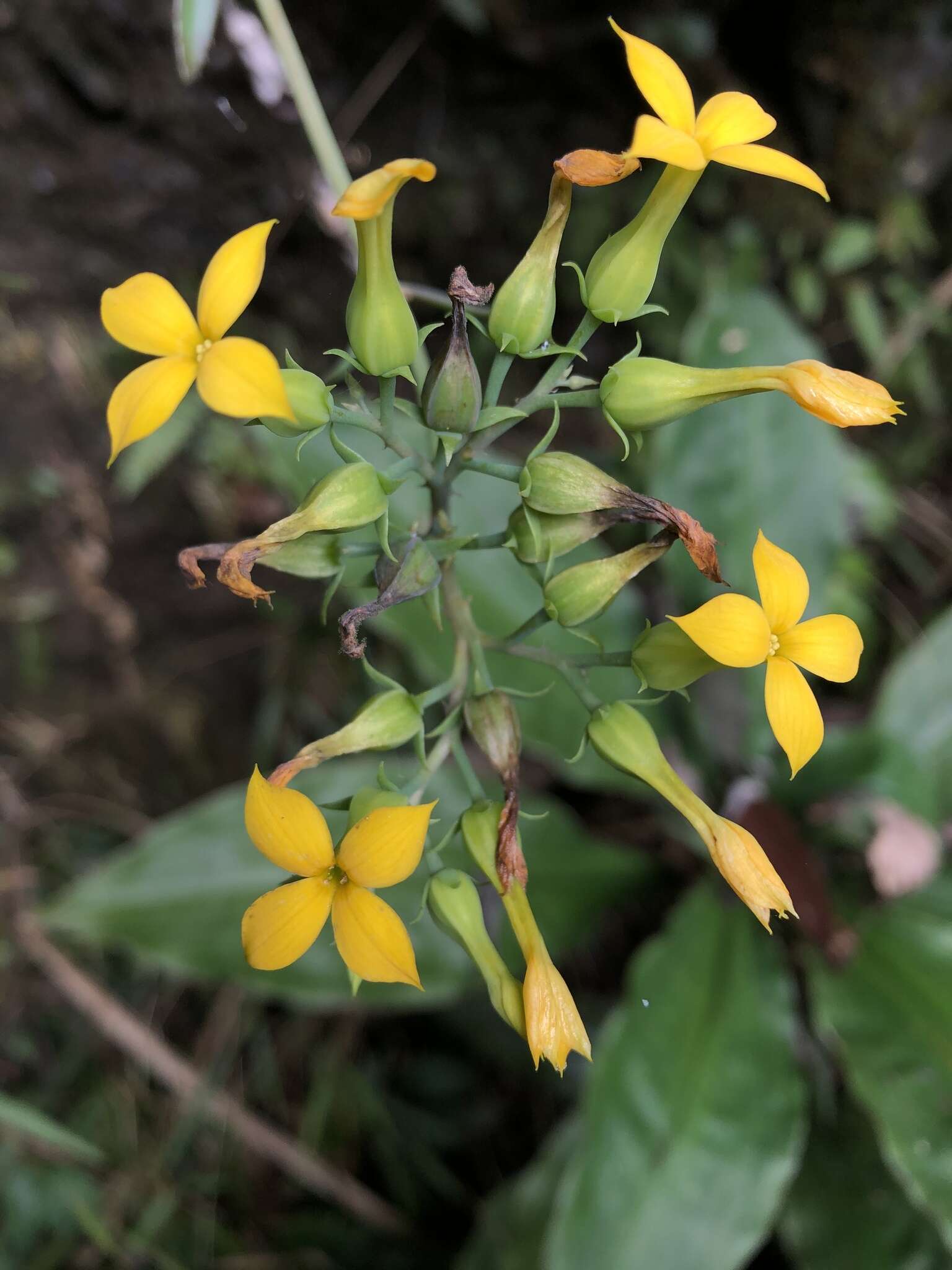 Kalanchoe deficiens (Forskål) Asch. & Schweinf. resmi