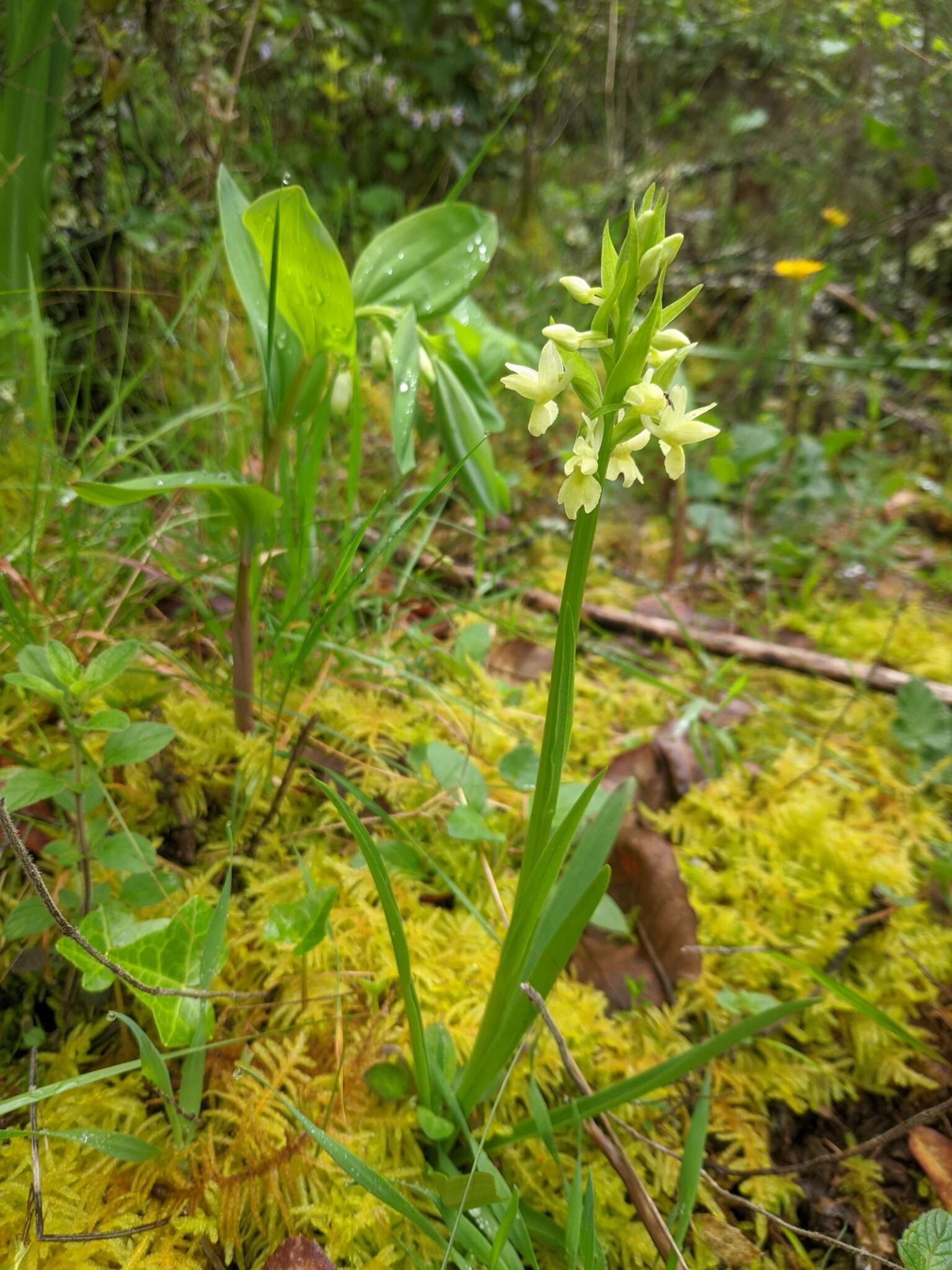 Image of Dactylorhiza romana subsp. guimaraesii (E. G. Camus) H. A. Pedersen