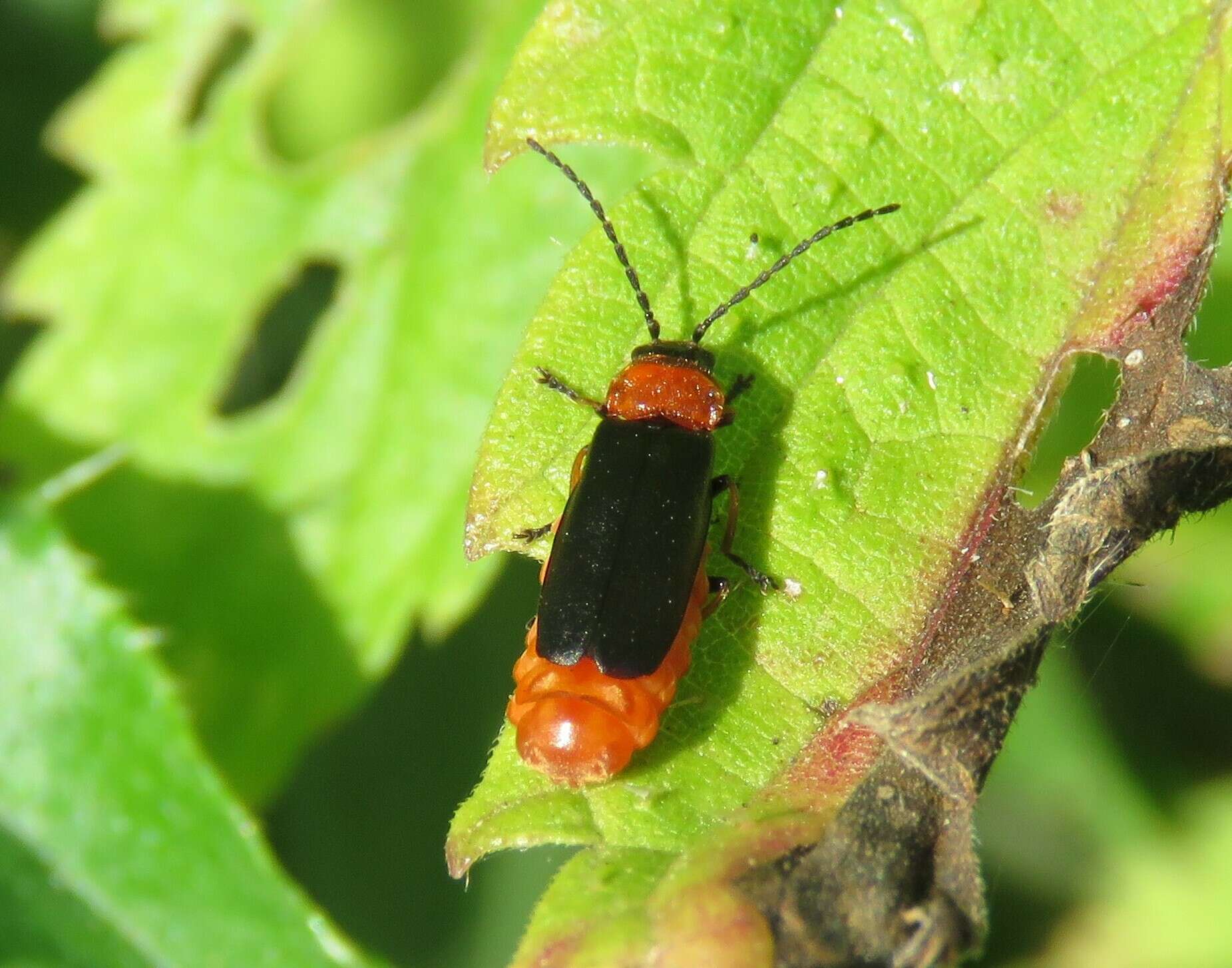 Image of Silis ruficollis