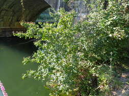 Image of Cornus sanguinea subsp. sanguinea