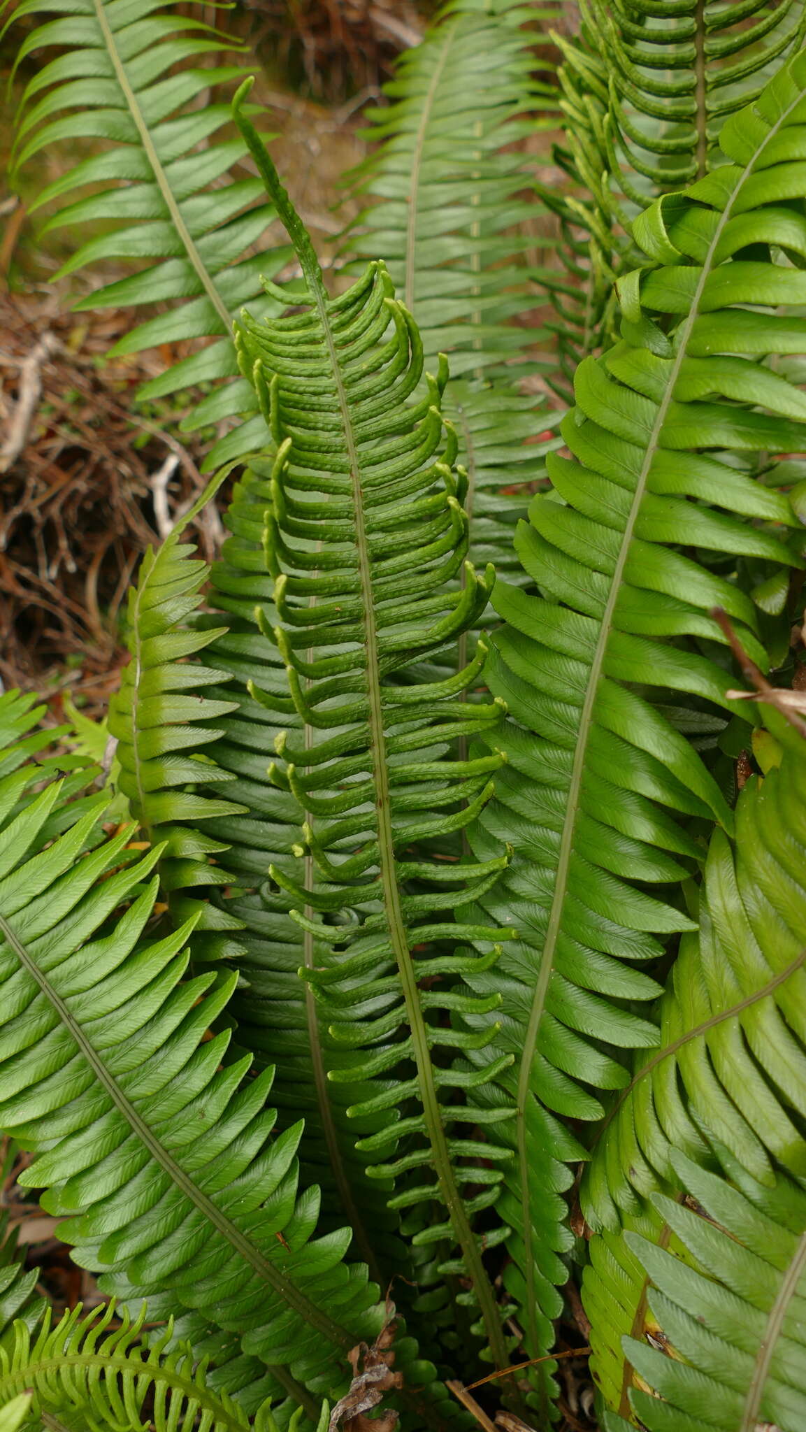 Austroblechnum durum (T. Moore) Gasper & V. A. O. Dittrich的圖片