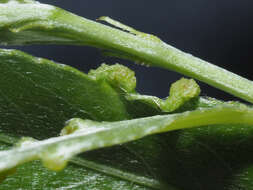 Image of <i>Aculus craspedobius</i> (Nalepa 1925)