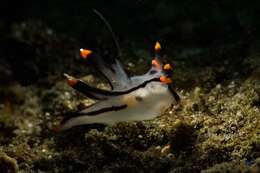 Image of Orange tip black line grey slug