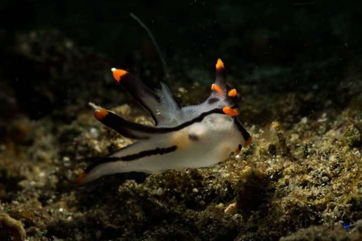 Image of Orange tip black line grey slug