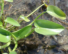 Image of Heteranthera callifolia Rchb. ex Kunth